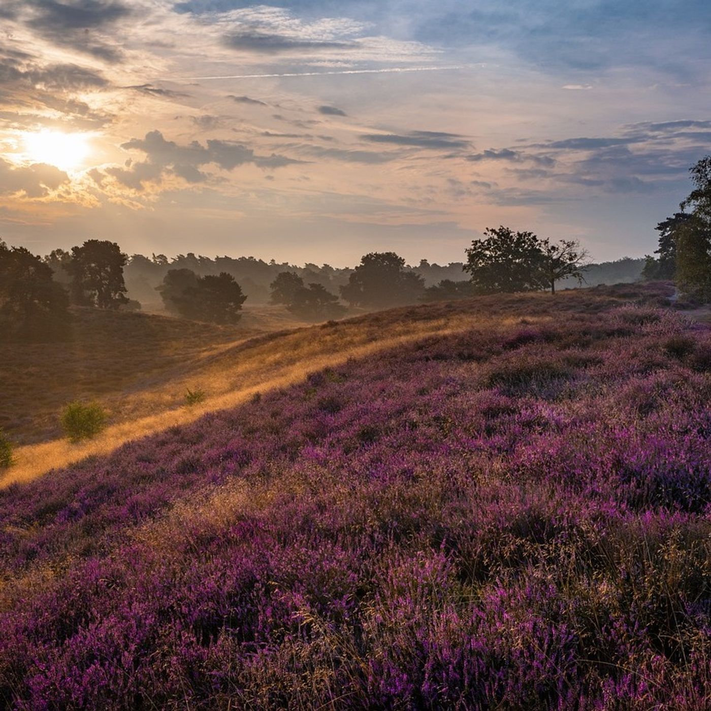 Elbe-Börde-Heide