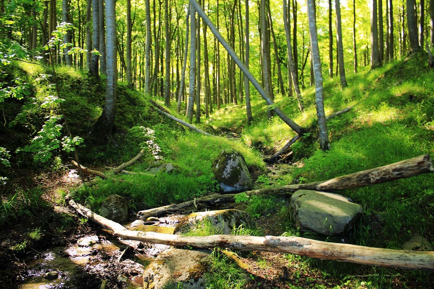 Entdecke
Deutschlands kleinsten Nationalpark.