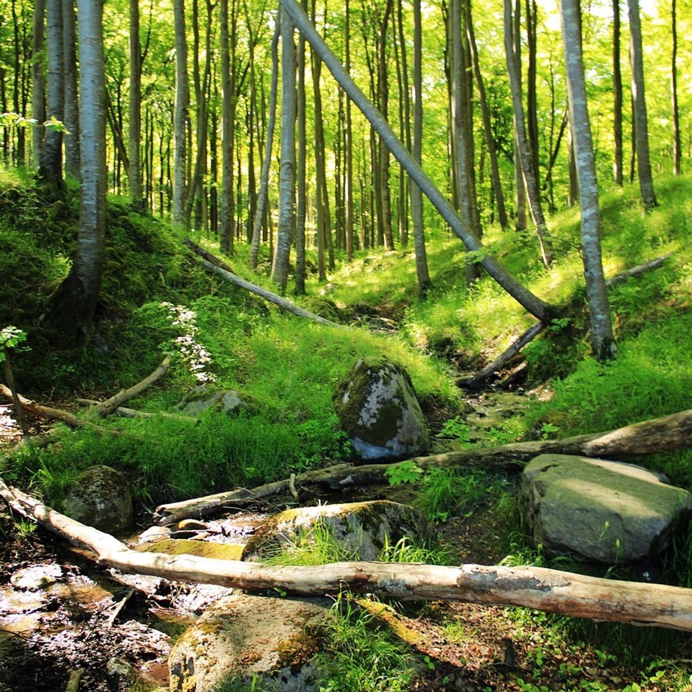 Nationalpark Jasmund