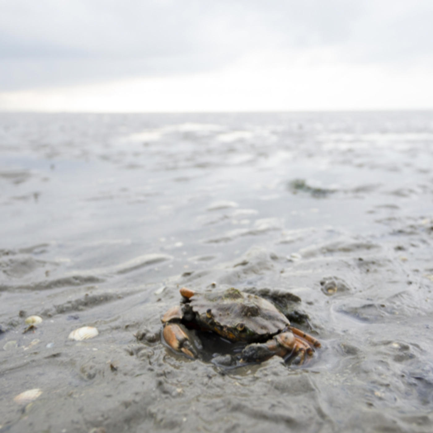 Discover your piece of the Wadden Sea.
