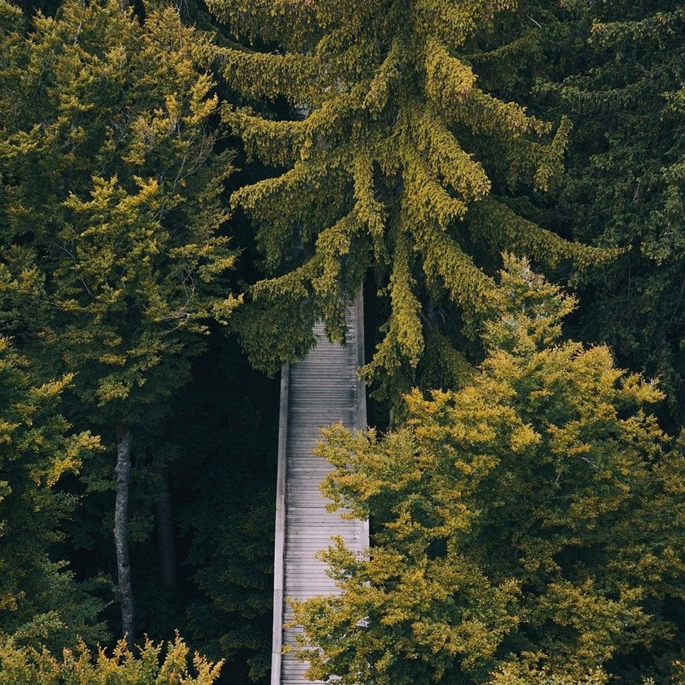 Bayerischen Wald