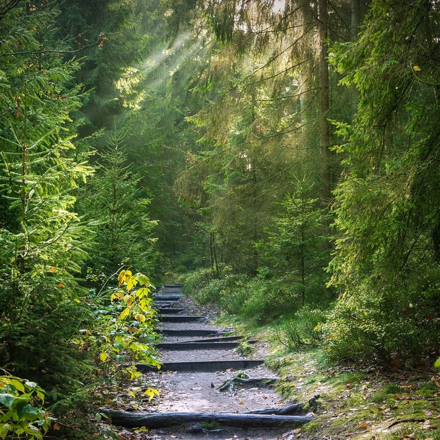 Oberpfälzer Wald