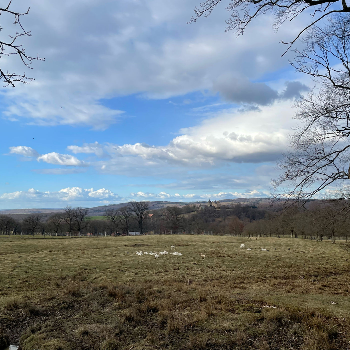 🦌 nice view, nice company