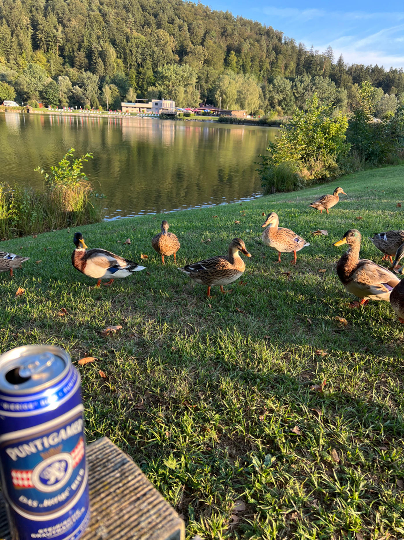 Ein tierisches Spektakel am ruhigen See