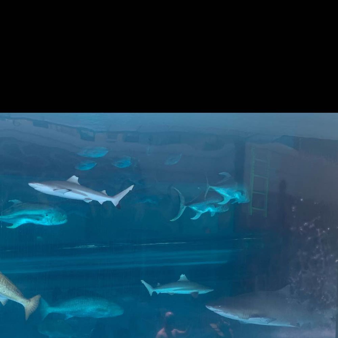Im Casino- Schwimmen mit Haien 😳