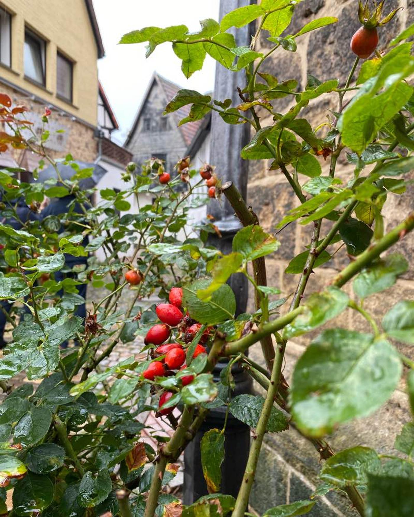 Schnurrviertel. Fachwerk, Cafés