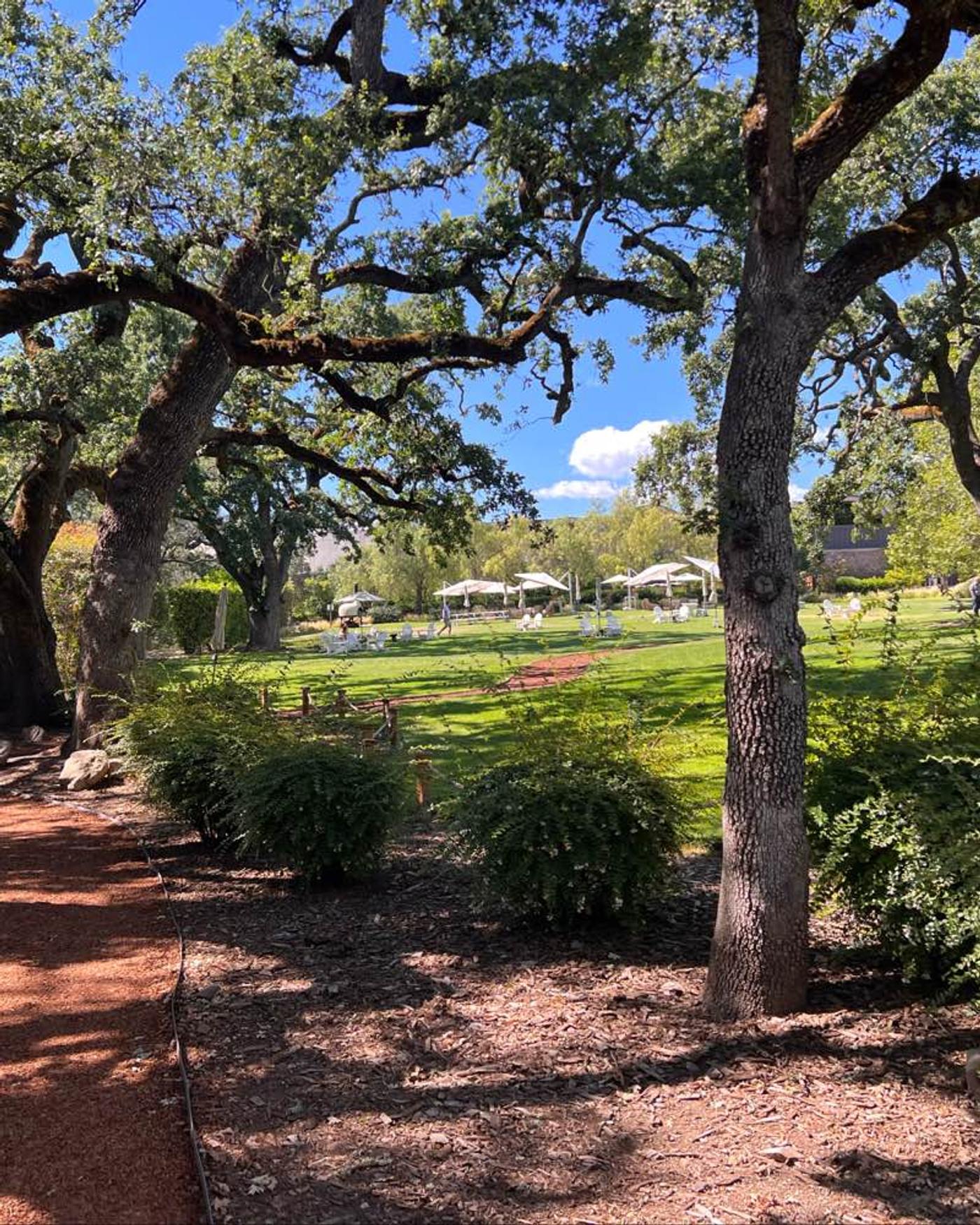 Chandon sparkling wines 