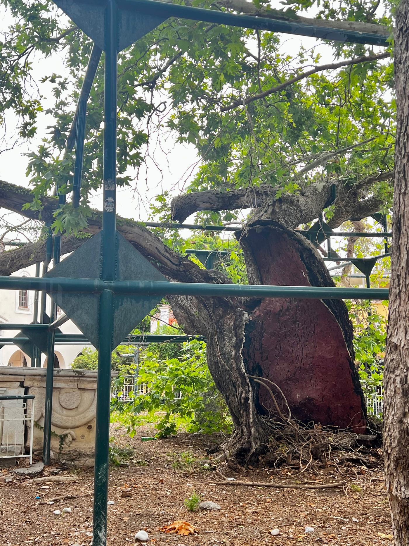 Baum des Hippokrates