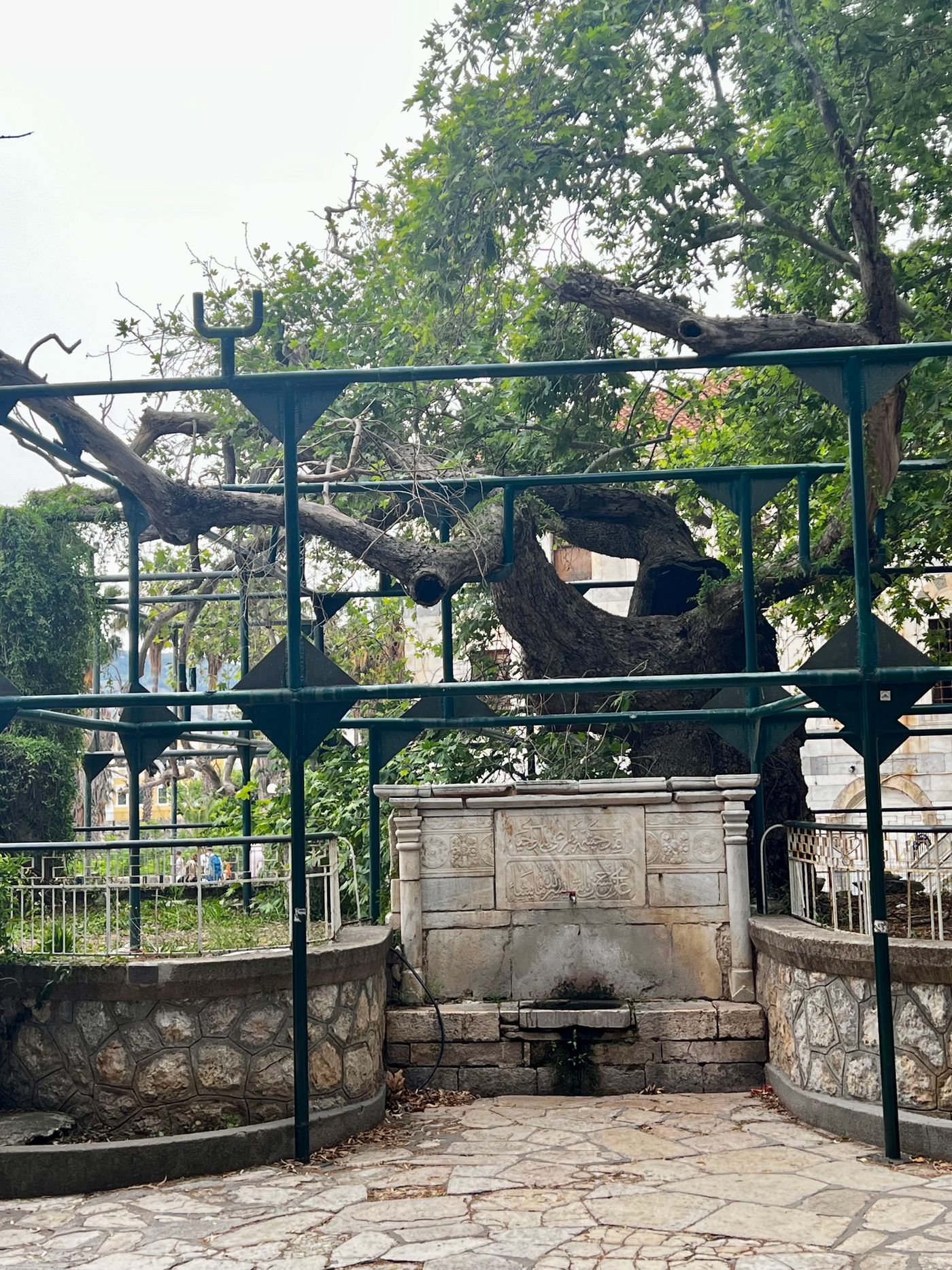 Baum des Hippokrates