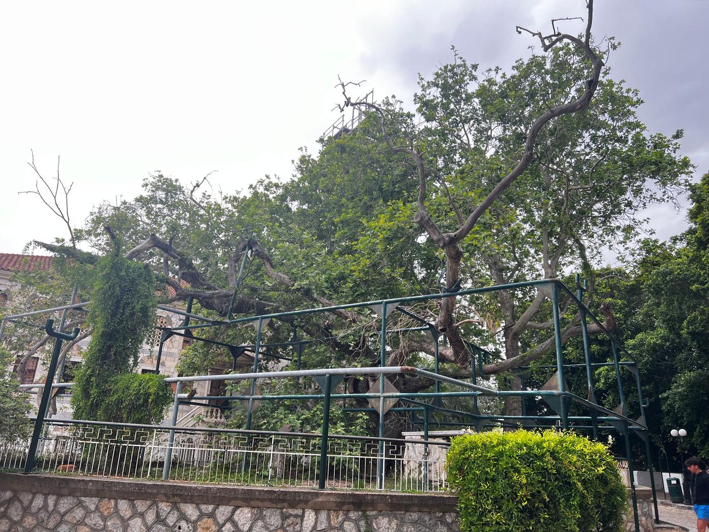 Baum des Hippokrates