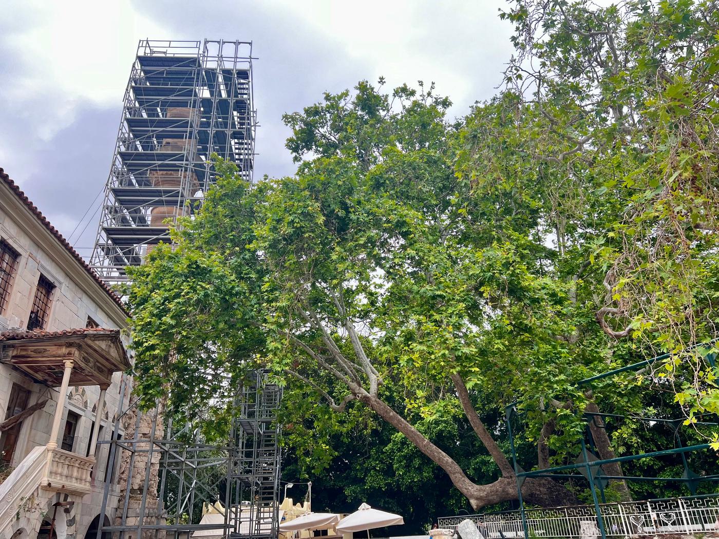 Baum des Hippokrates