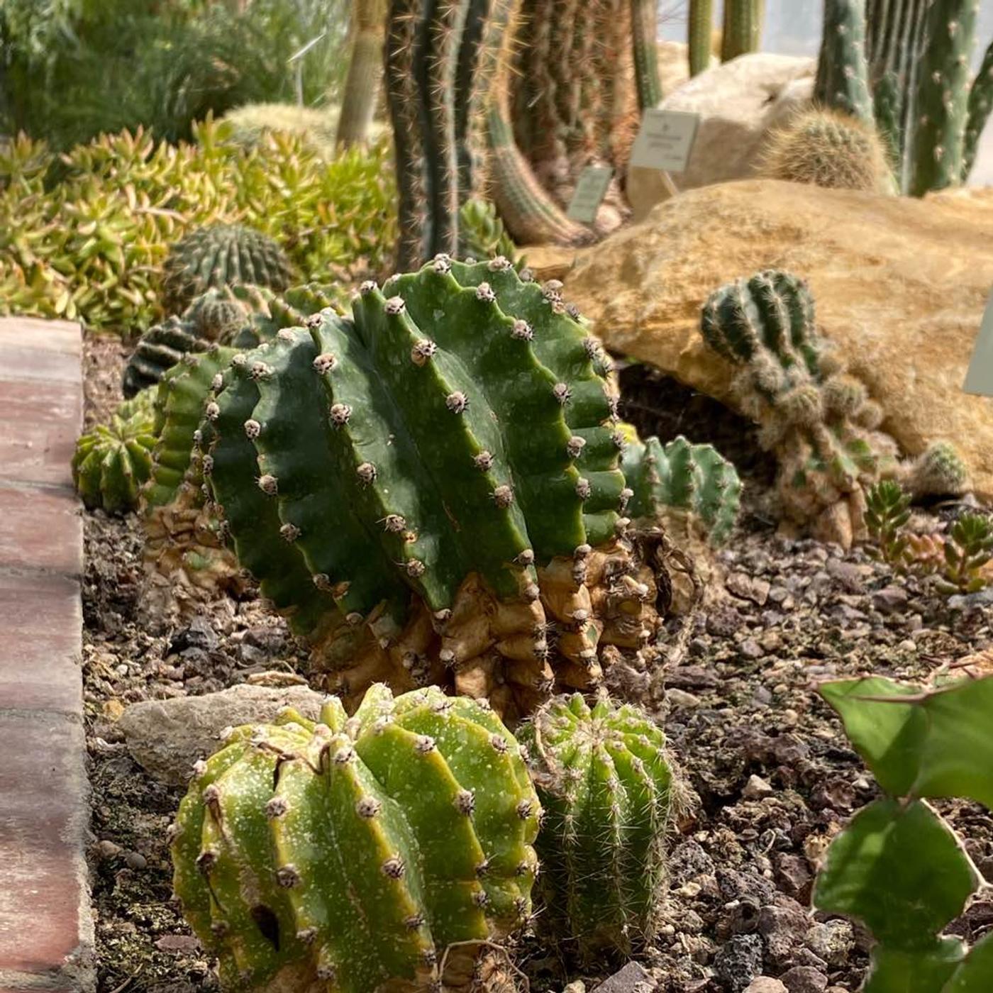 Botanischer Garten: Hohe Bäume und schöne Gewächshäuser 