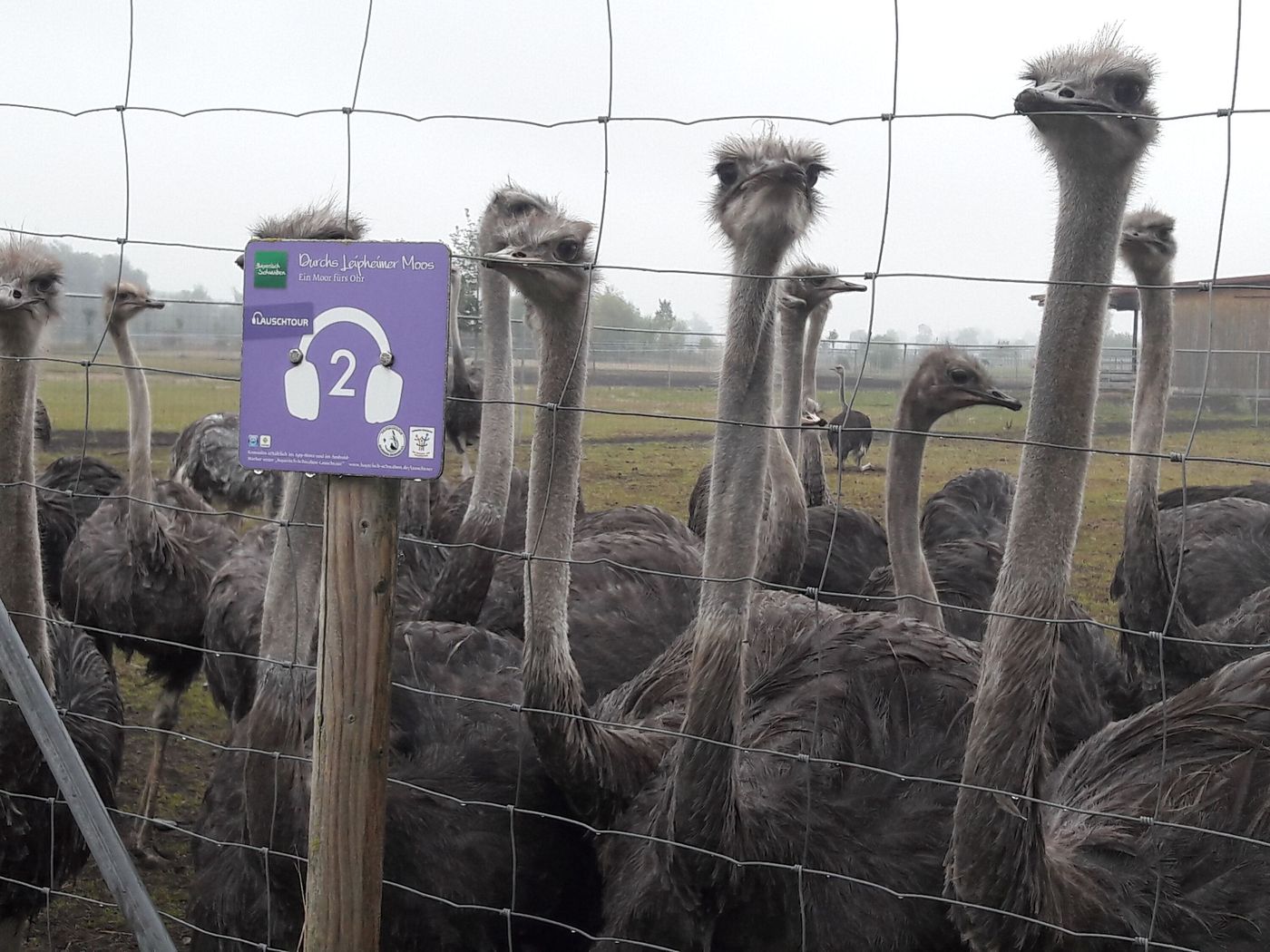 Einzigartige Begegnungen auf der Straußenfarm