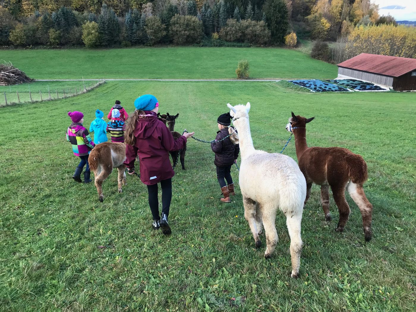 Einzigartige Momente mit Alpakas