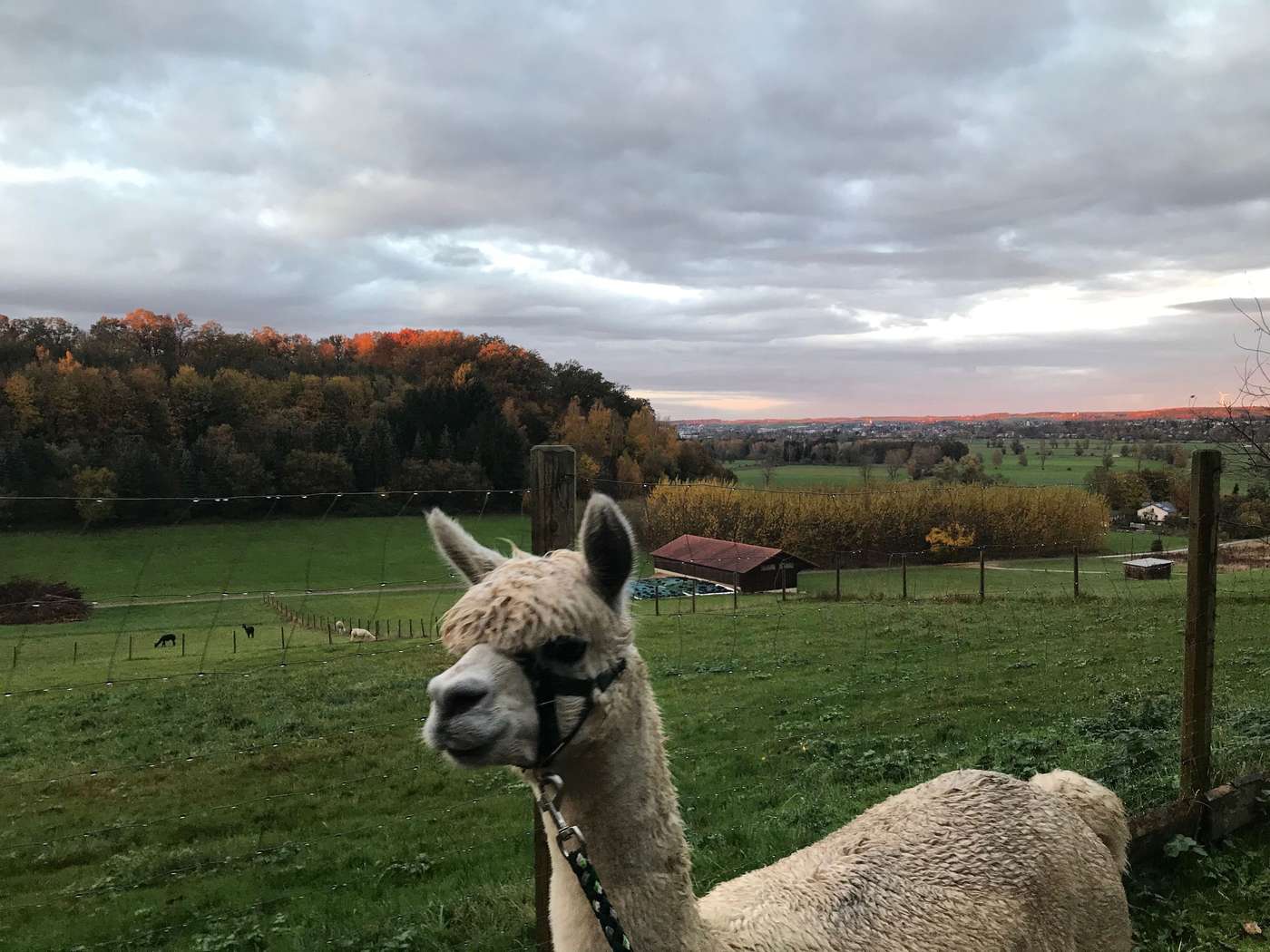 Wandern mit tierischer Begleitung