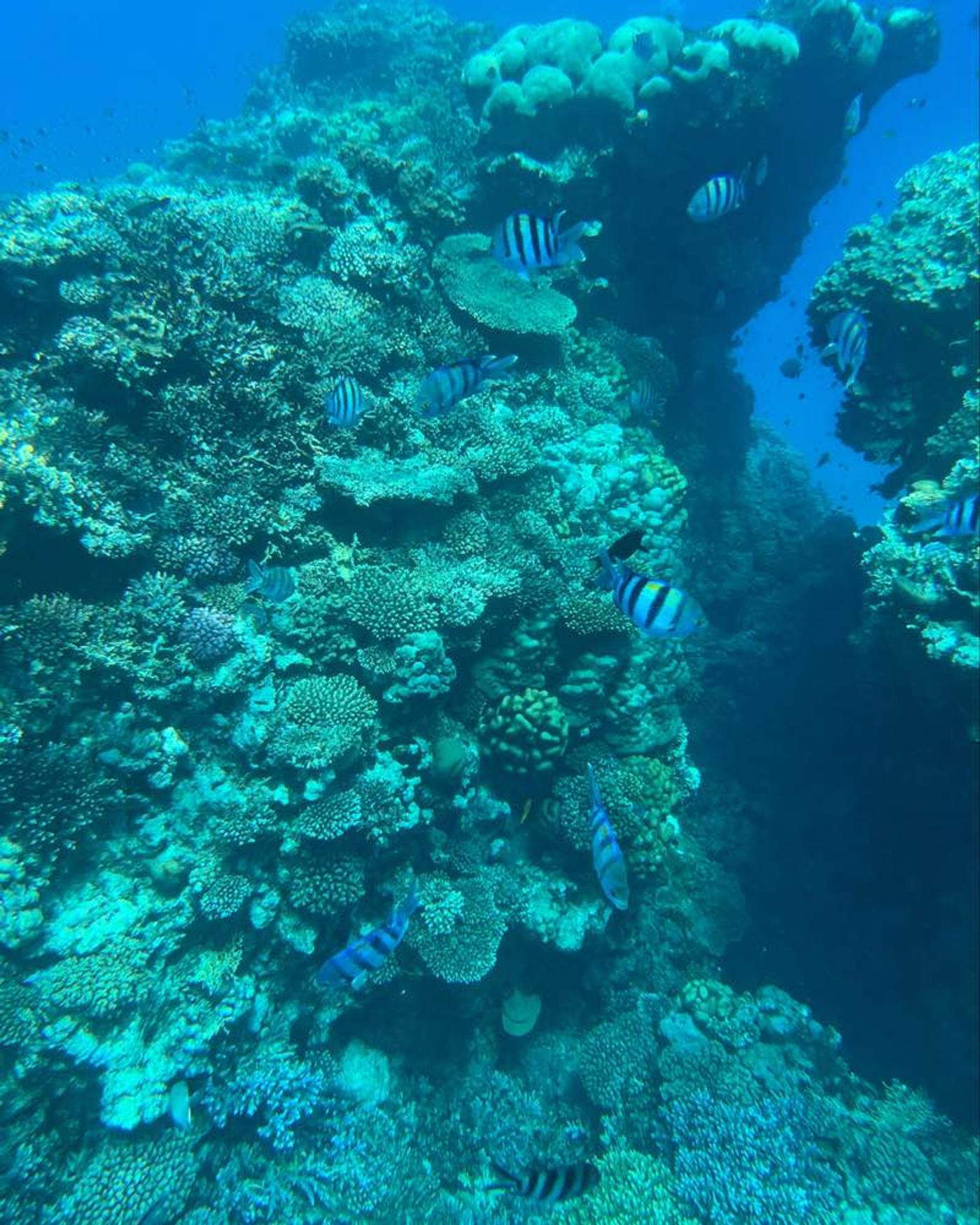 CORAL REEF SHERATON SOMA BAY
