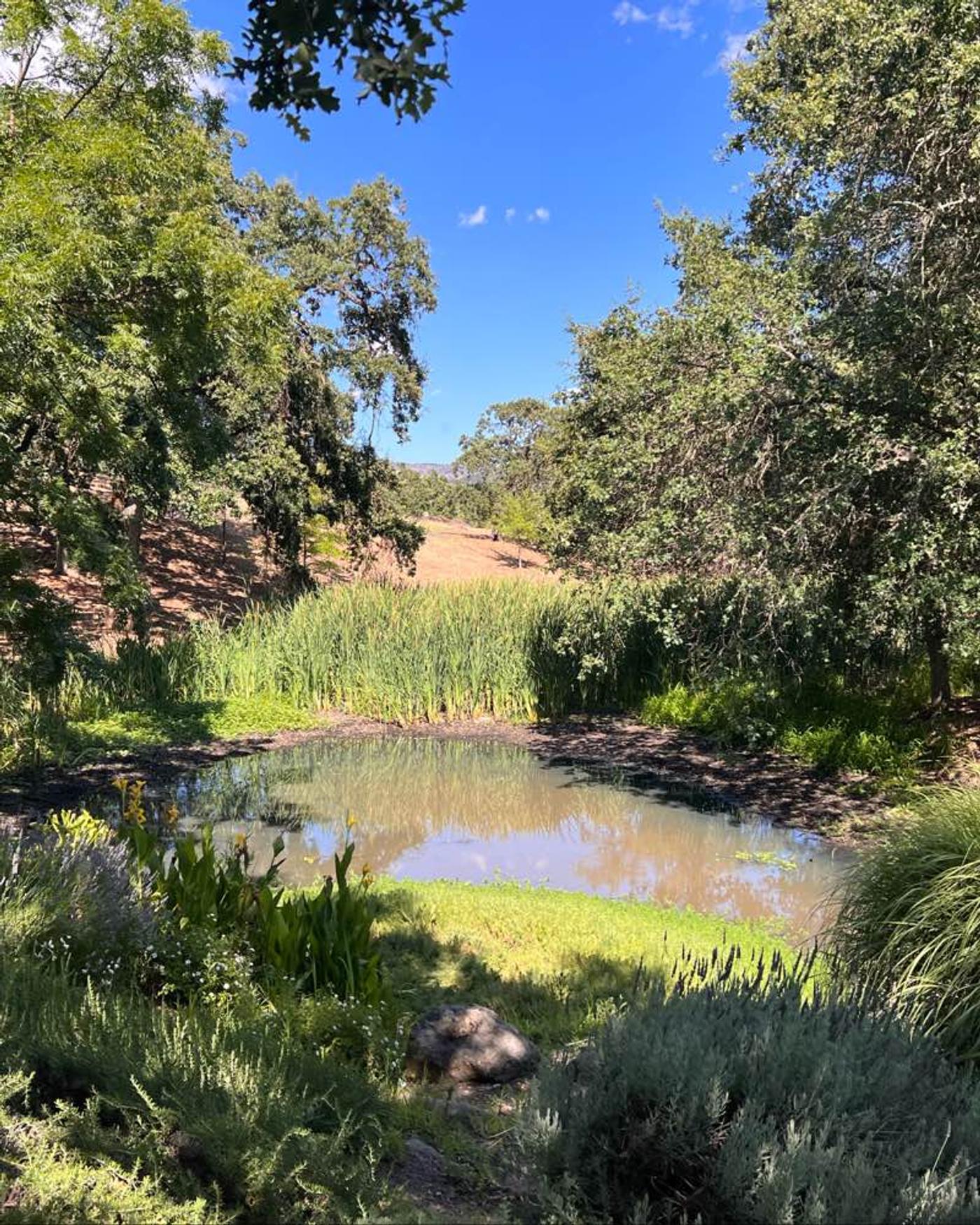 Chandon sparkling wines 