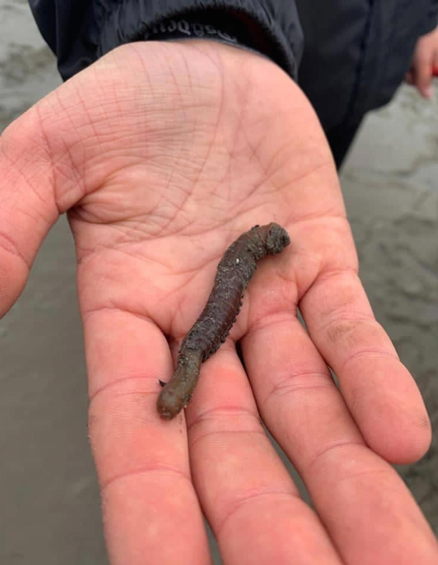 Begegnung mit Willi Wattwurm