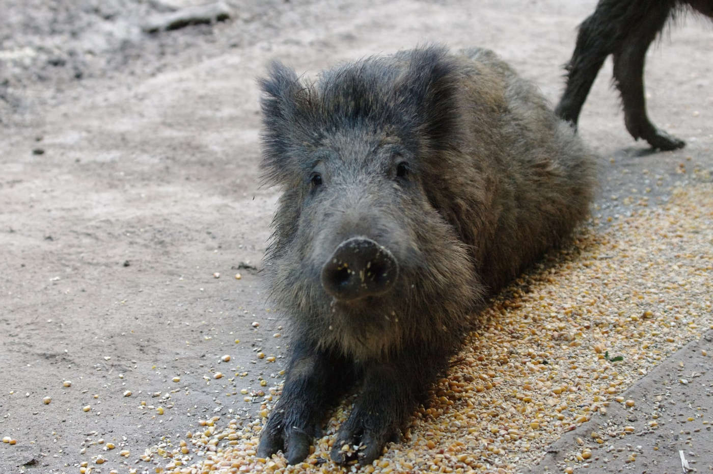 Wildtiere zum Greifen nah