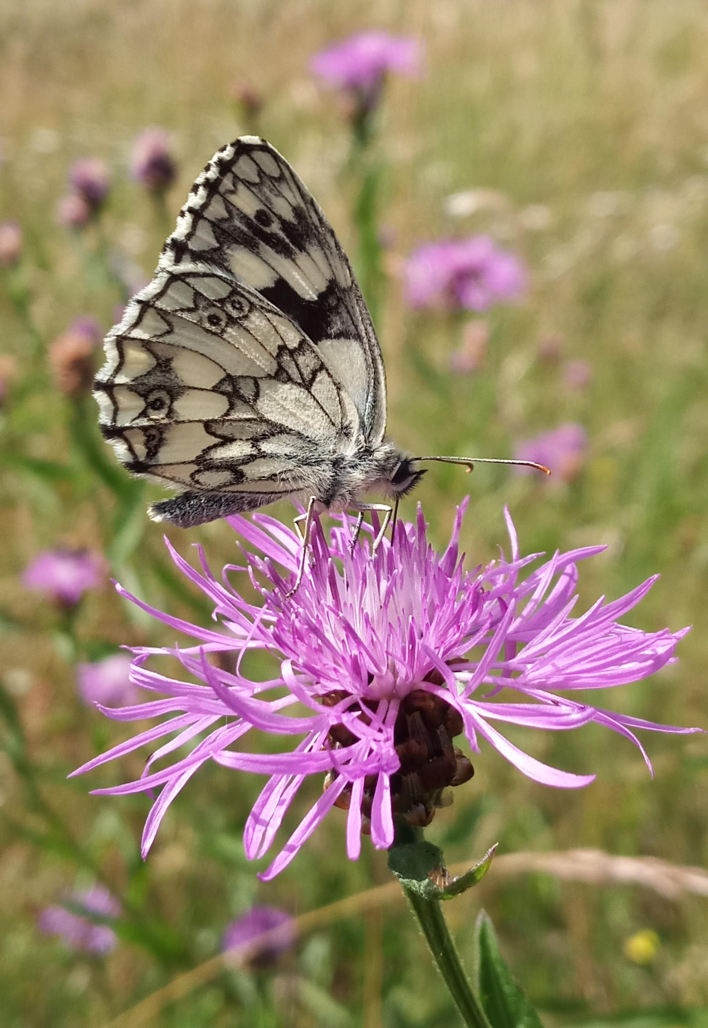 Schwarzwald geführt erleben
