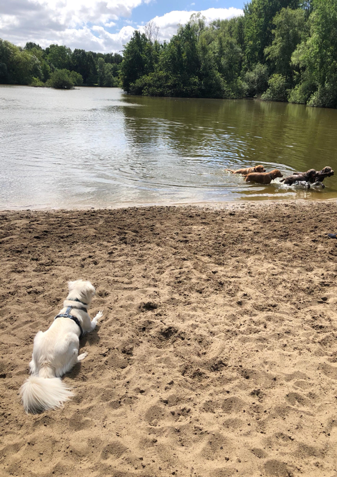 Doggy Beach Party