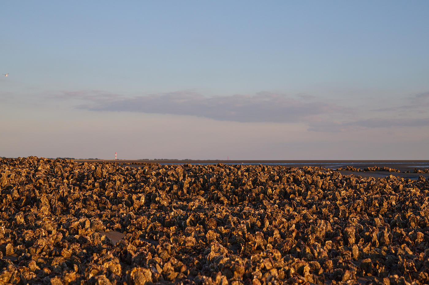 Wattwanderung zur Austernbank