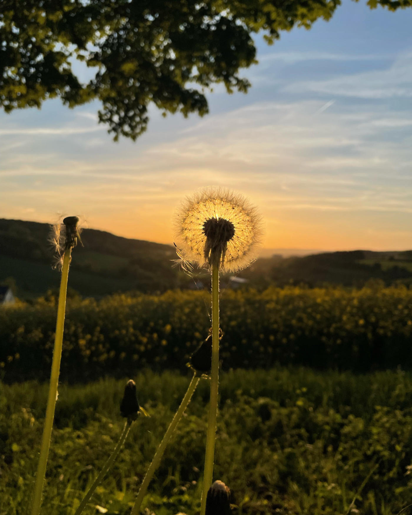 Catch the golden hour🌅