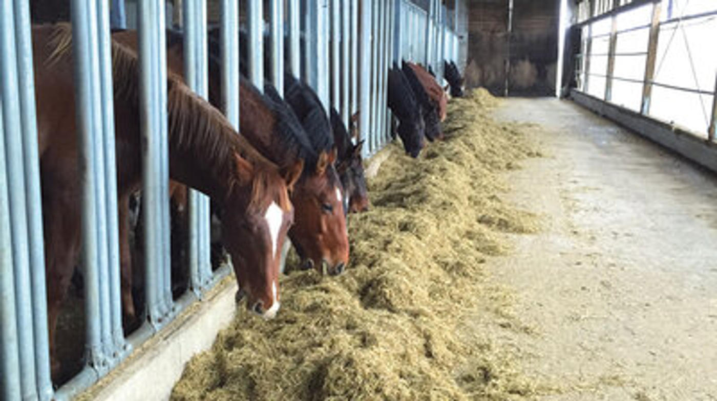 Eintauchen in die Pferdewelt