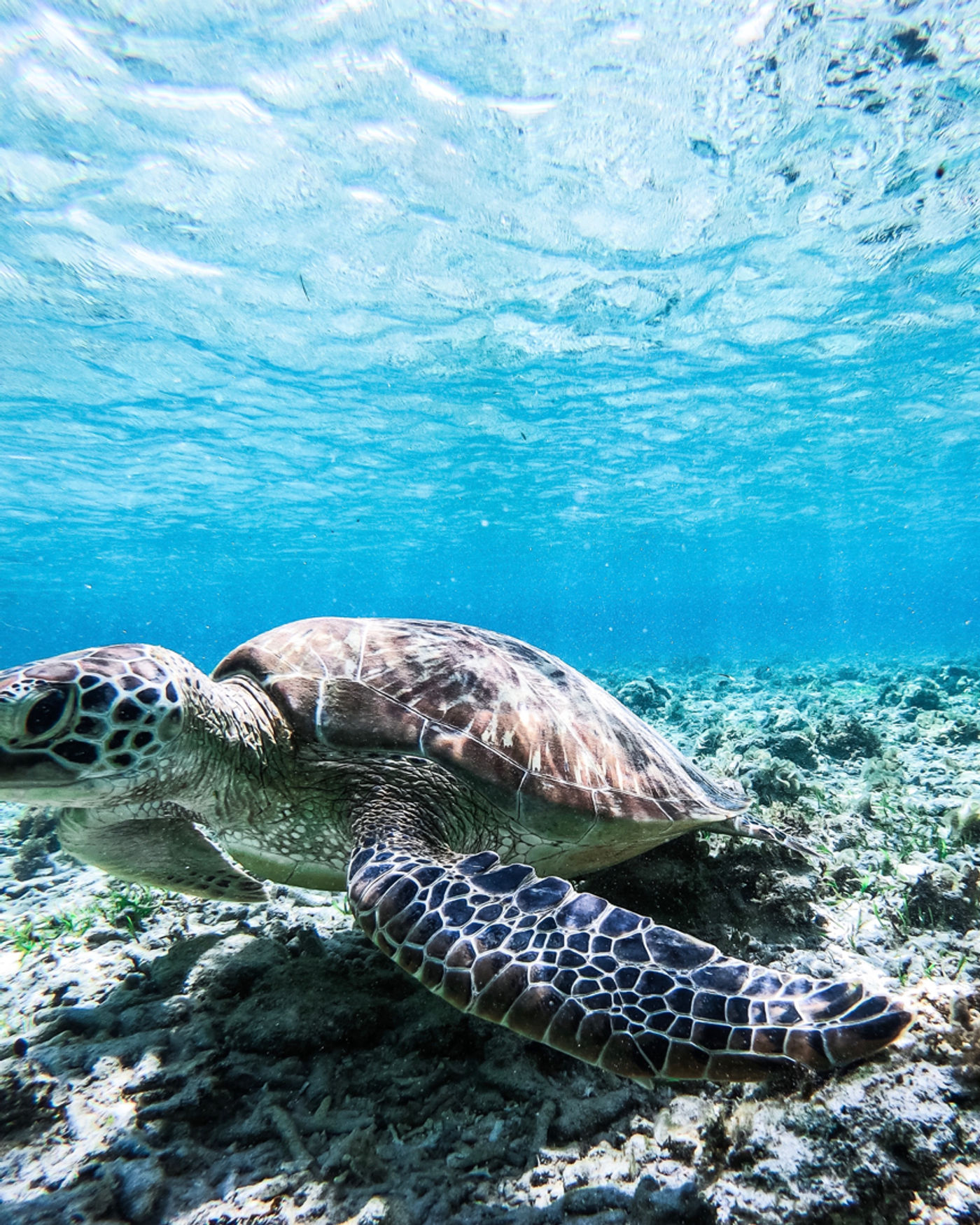 Snorkeling in Turtle Paradise
