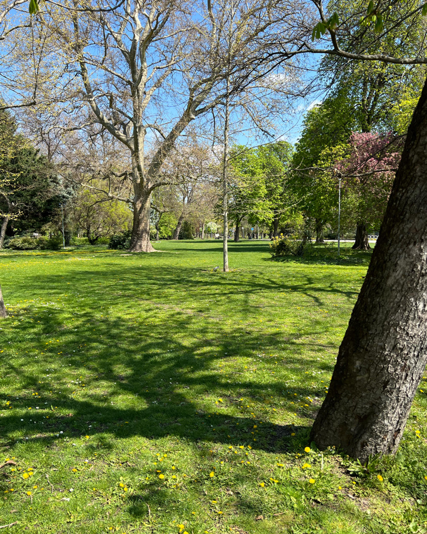 Urban City Greens 🌱