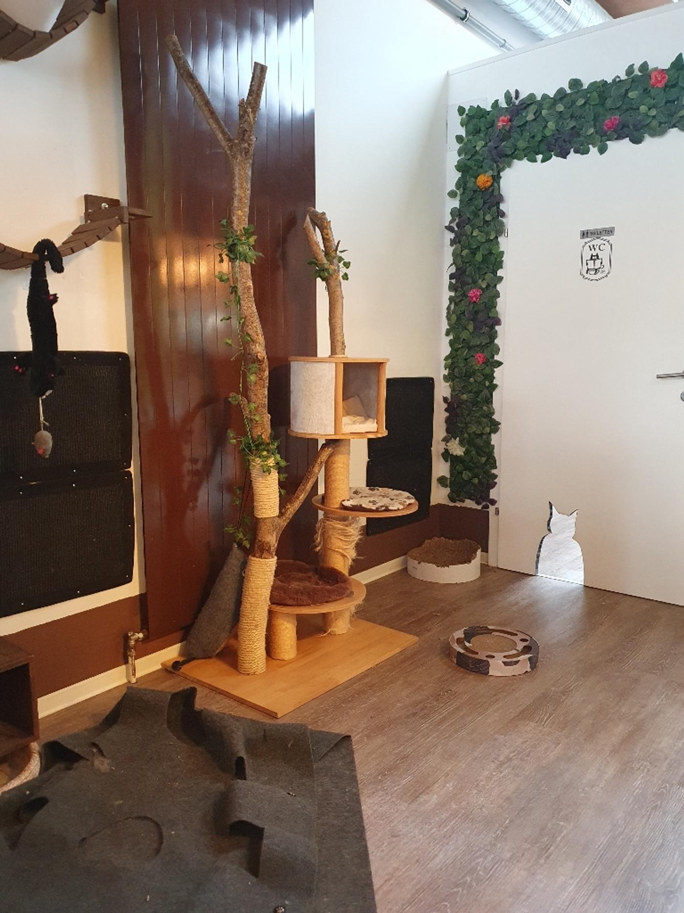 das katzencafè - Klagenfurt