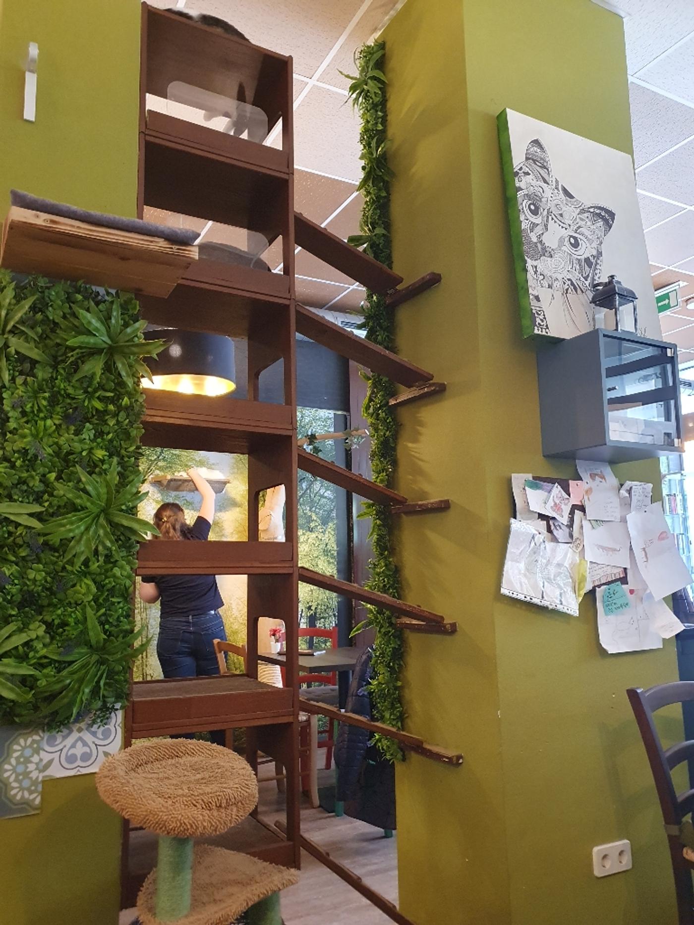 das katzencafè - Klagenfurt