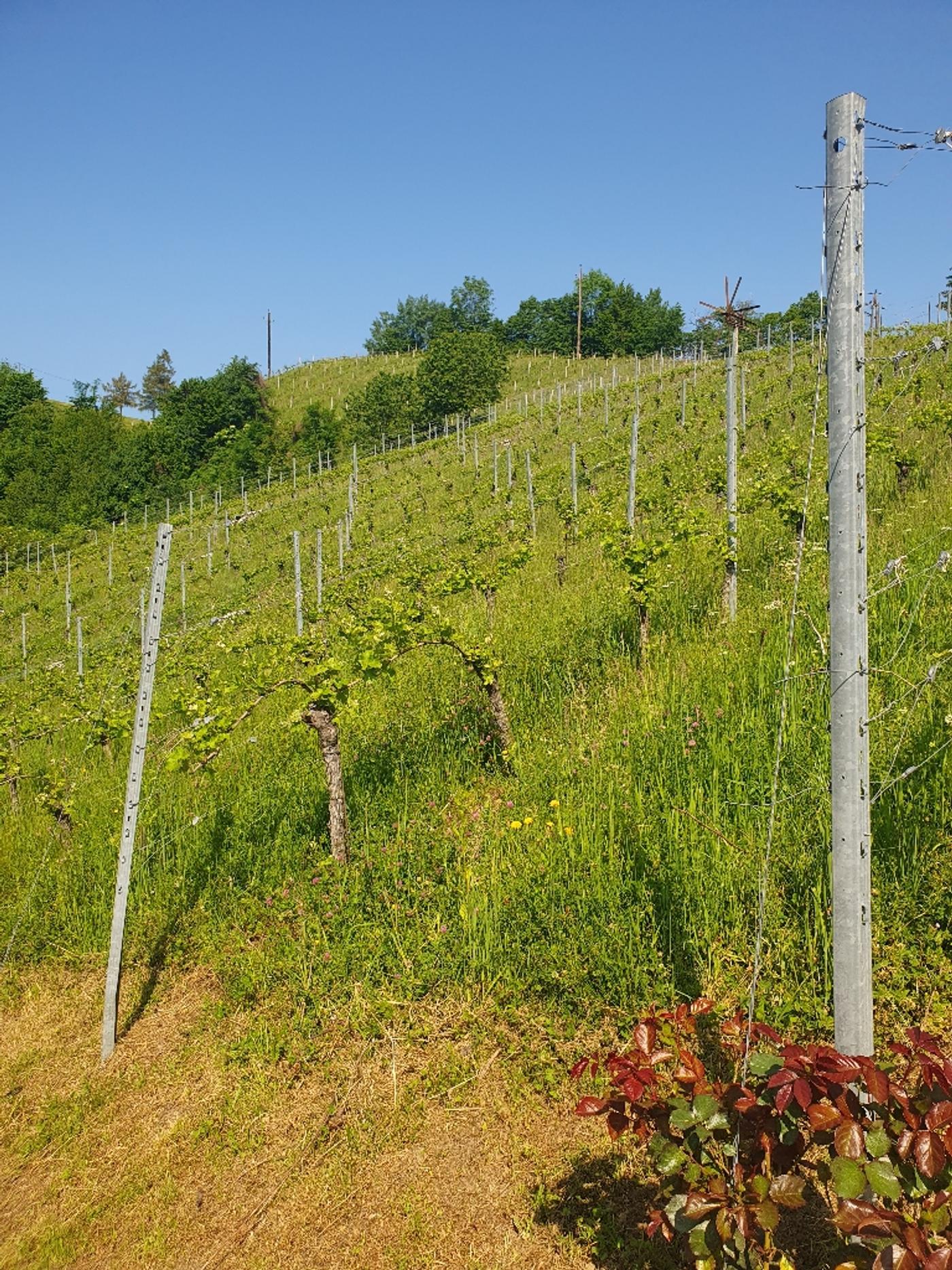Naturjuwel Altenbachklamm