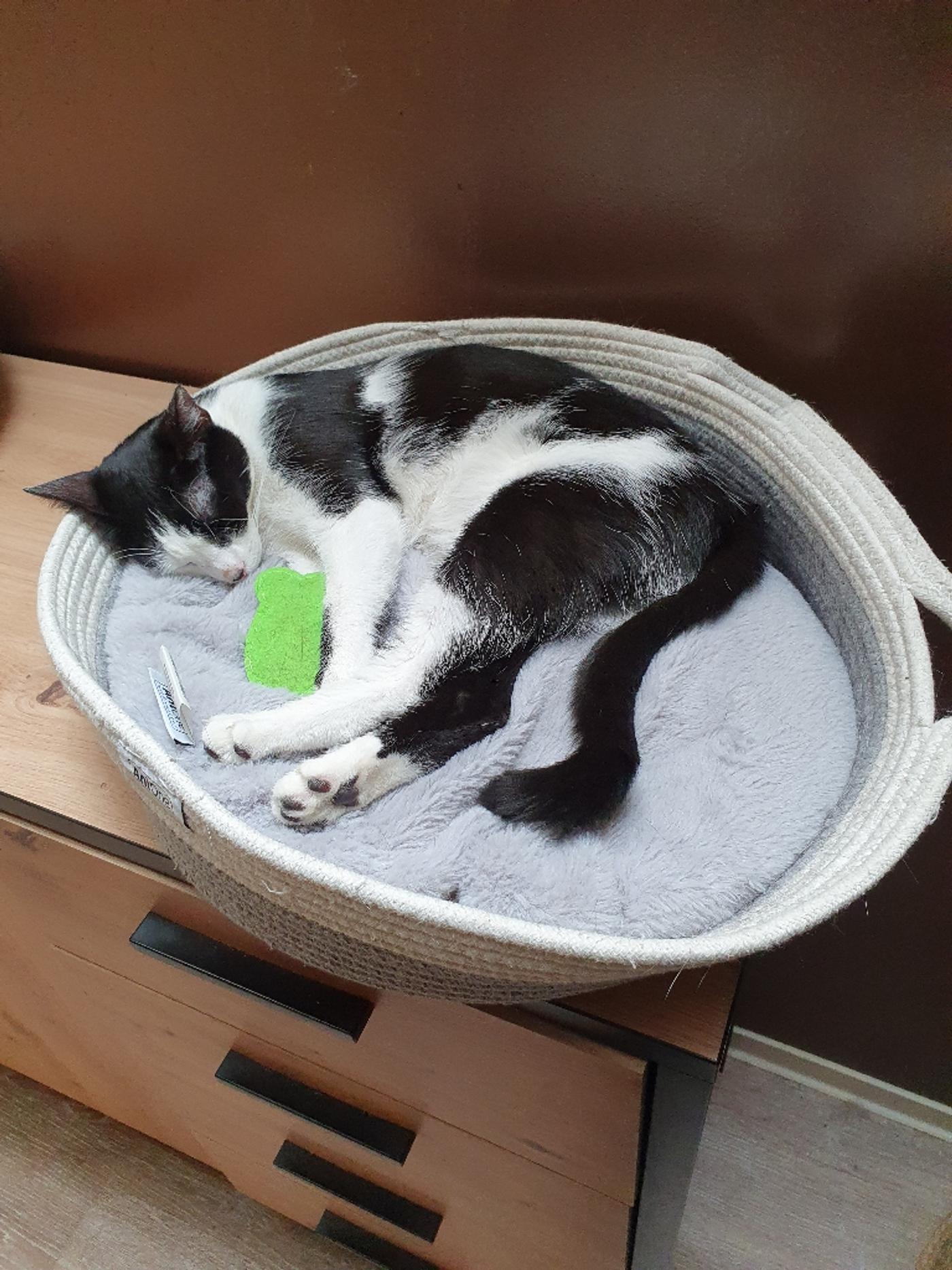 das katzencafè - Klagenfurt