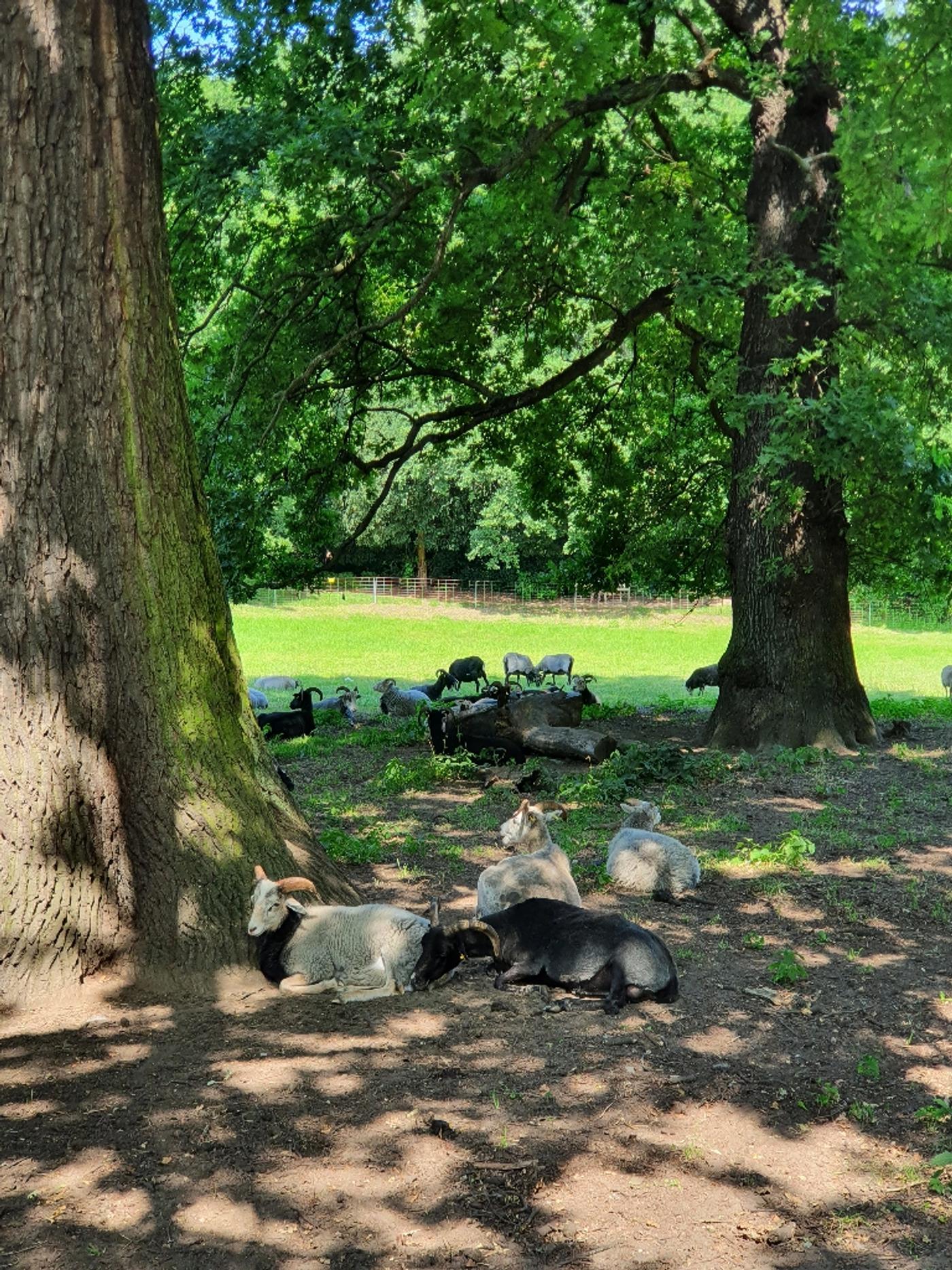 Charlottenburg Palace Garden