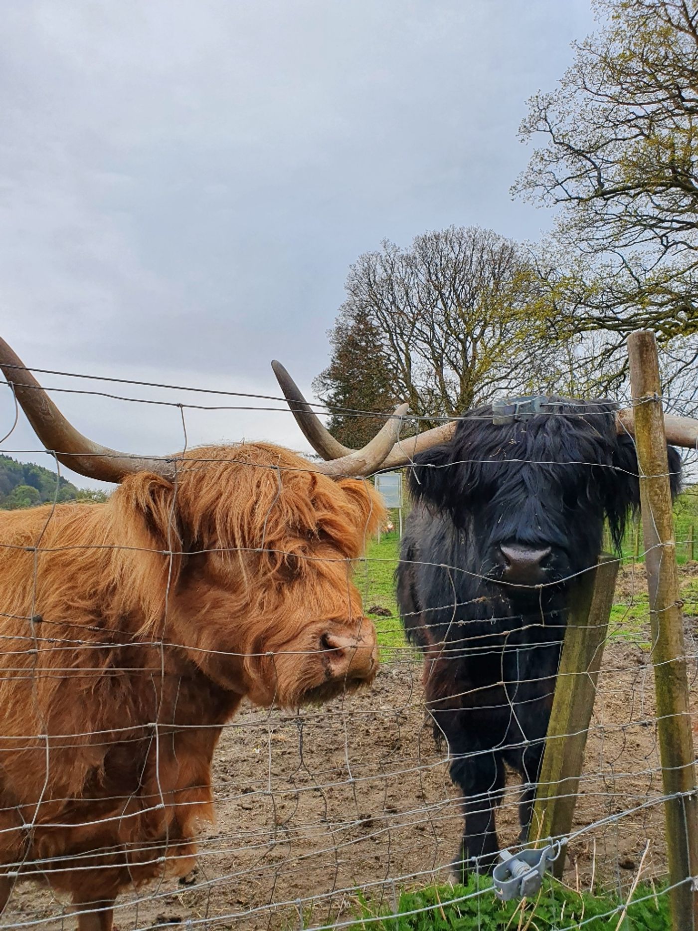 Meet Highland Cows