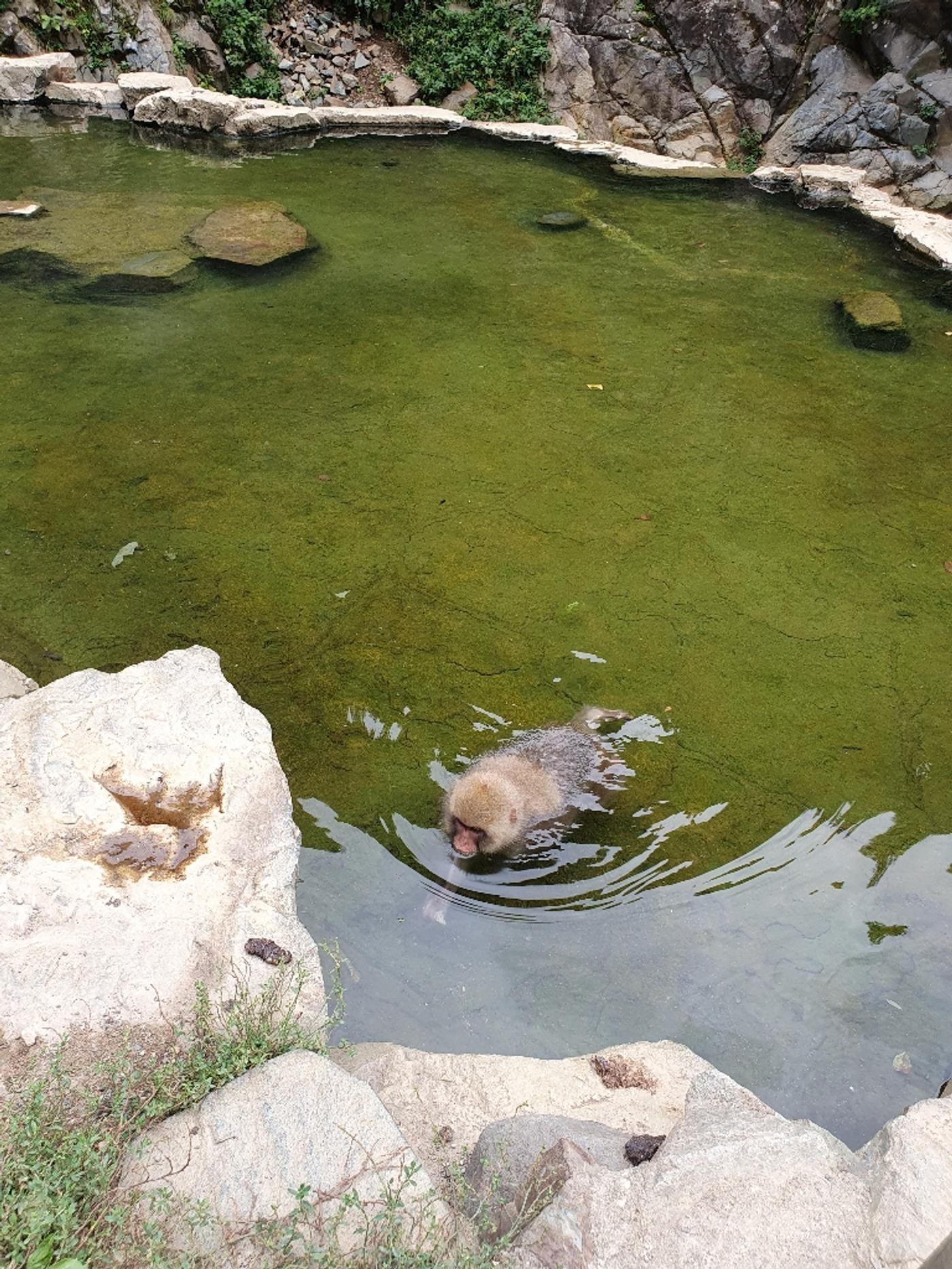 Affen beim Baden beobachten
