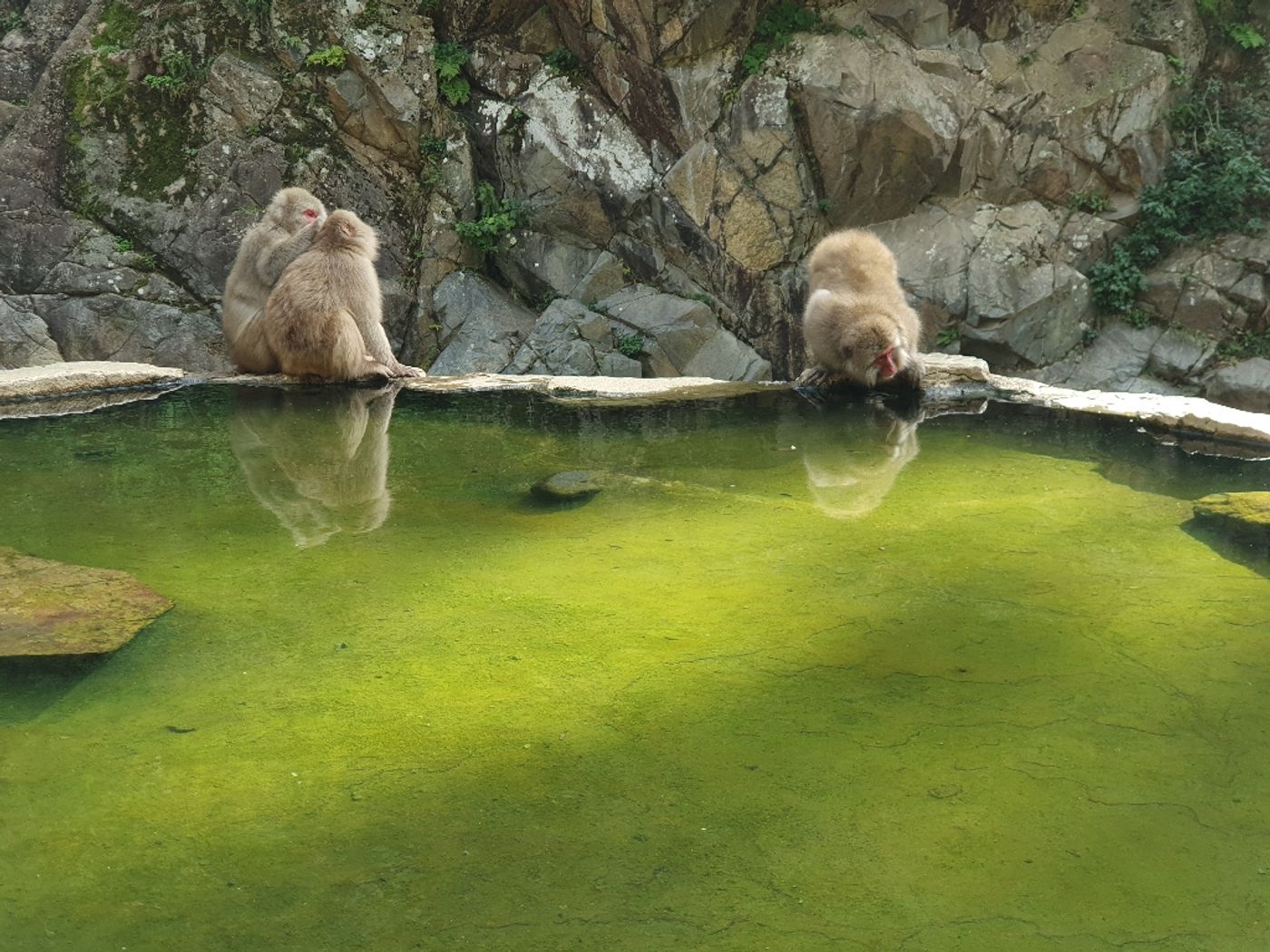 Affen beim Baden beobachten