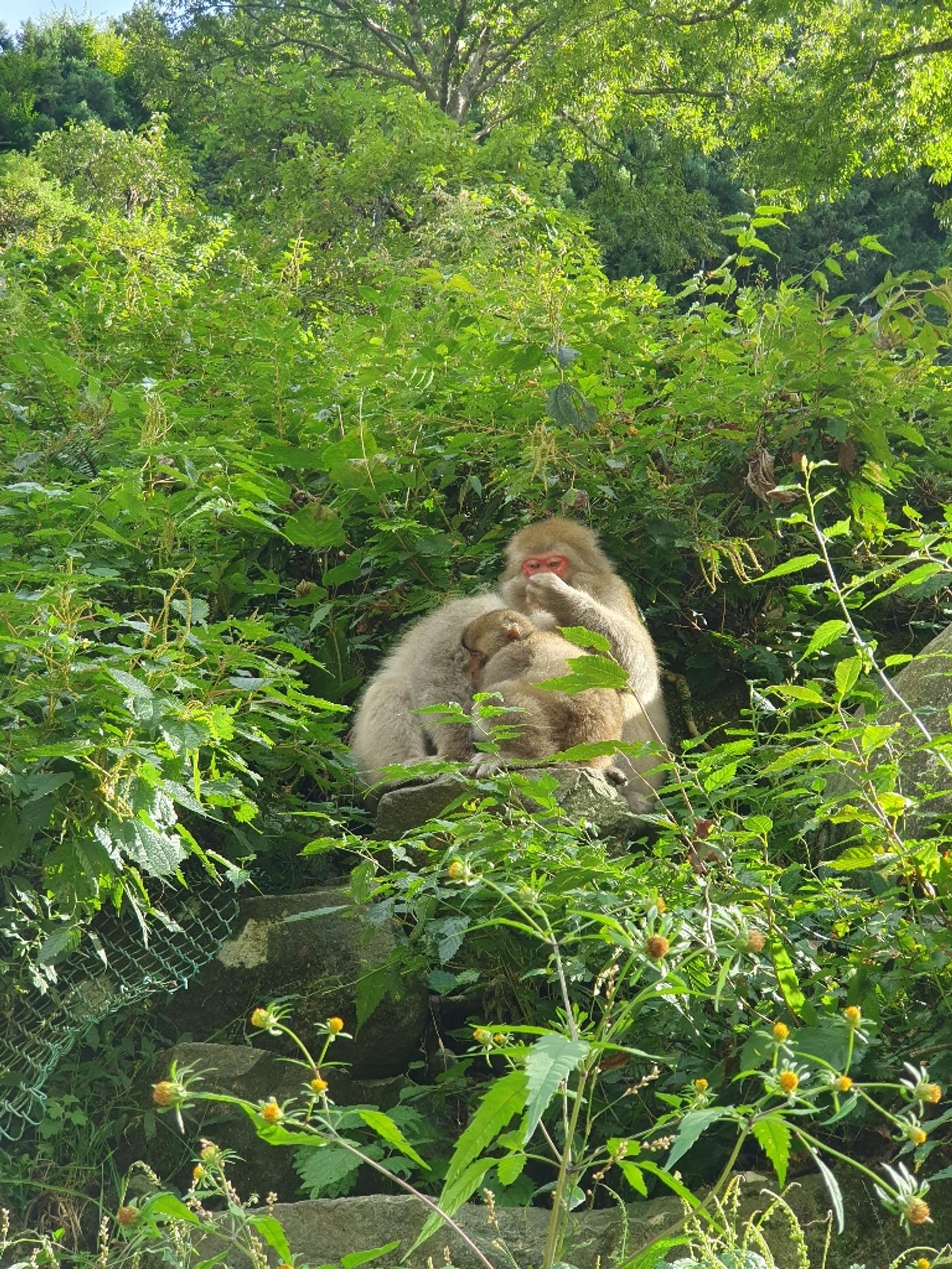 Affen beim Baden beobachten
