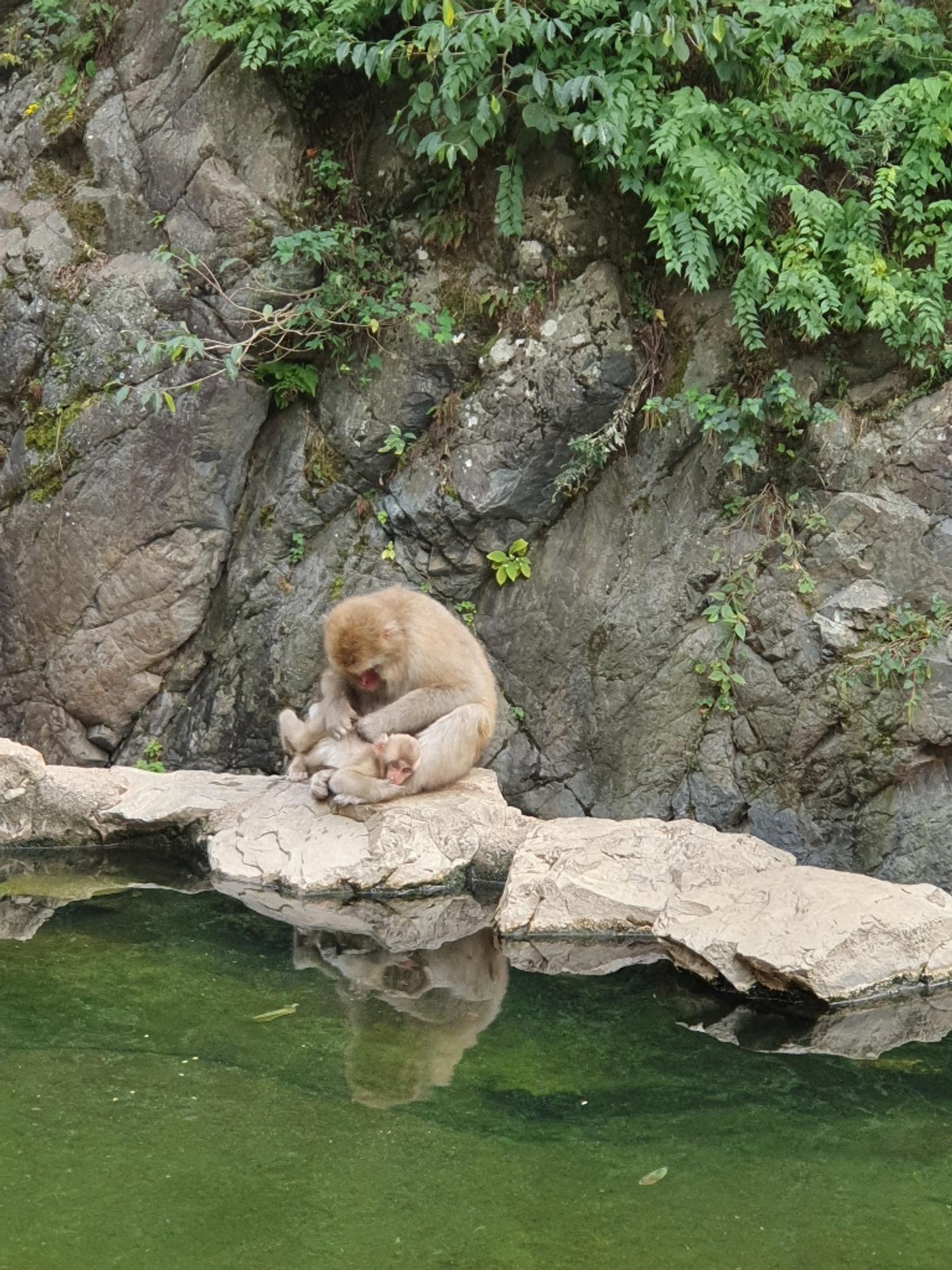 Affen beim Baden beobachten