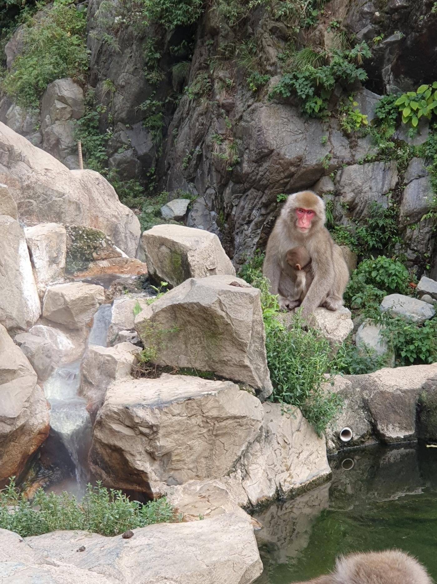 Affen beim Baden beobachten