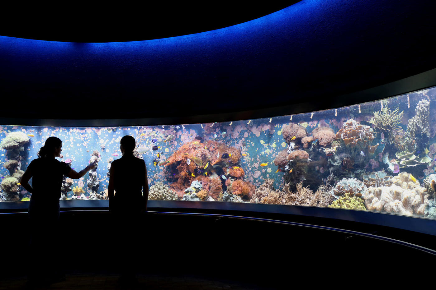 Eine Welt voller faszinierender Tierarten