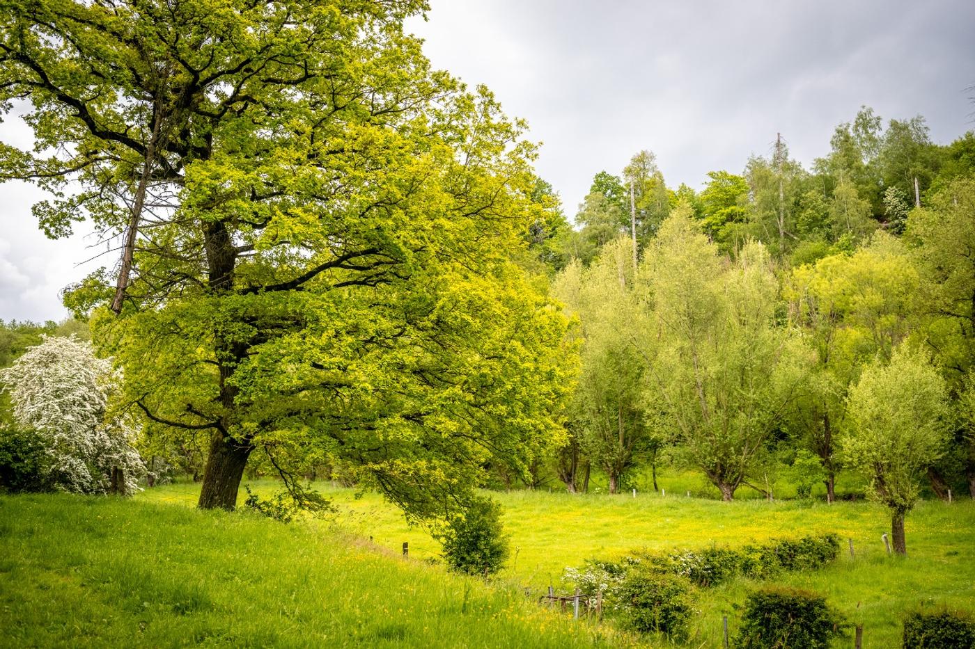 Sahneschnittchen zum Wandern