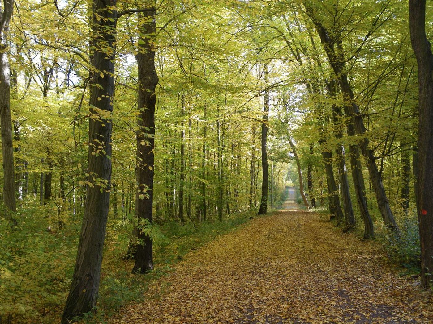 Wald der Ruhe