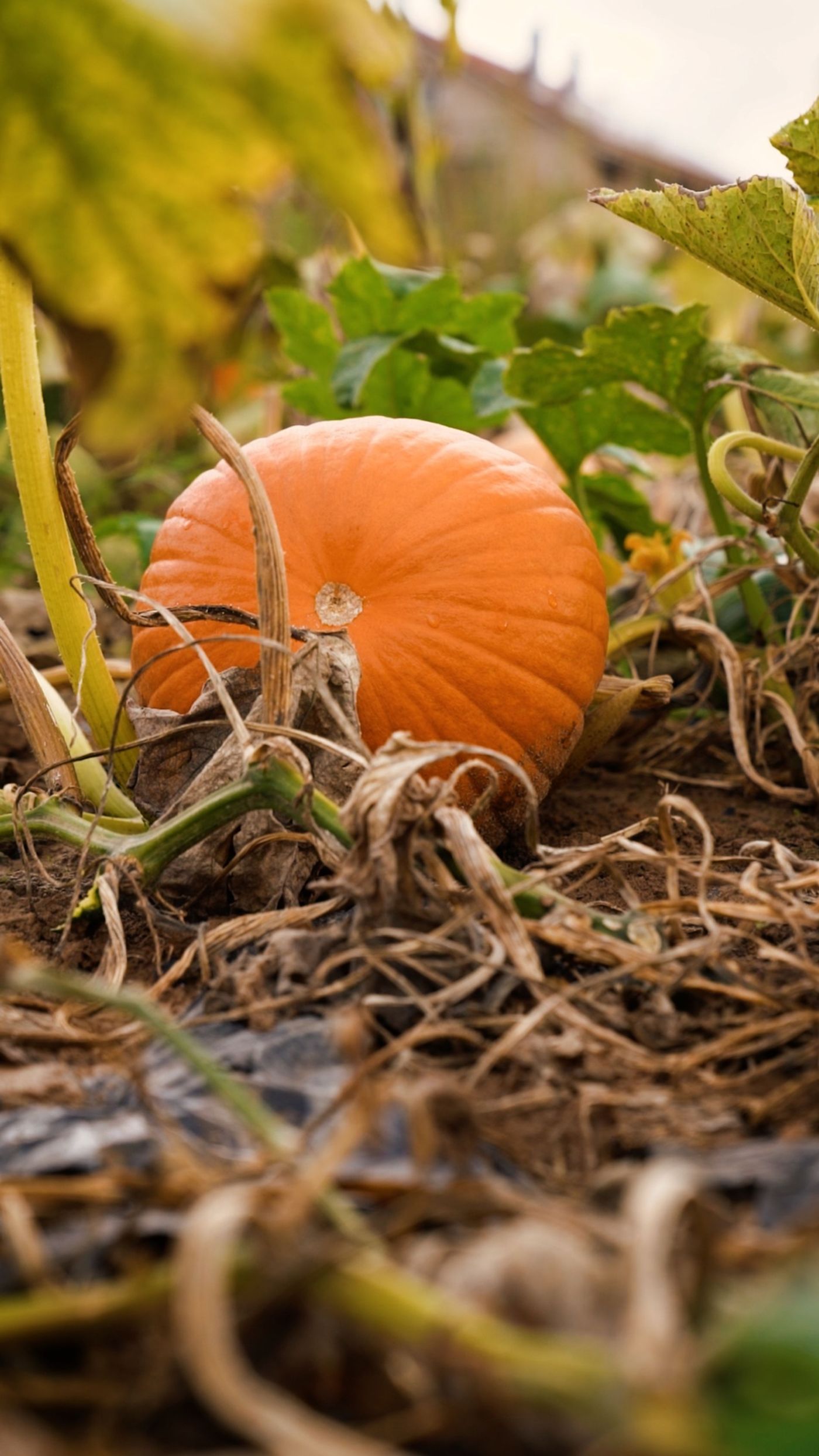 Herbstliche Kürbisvielfalt