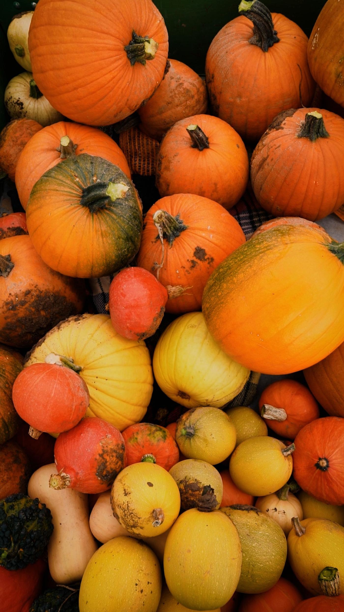 Herbstliche Kürbisvielfalt