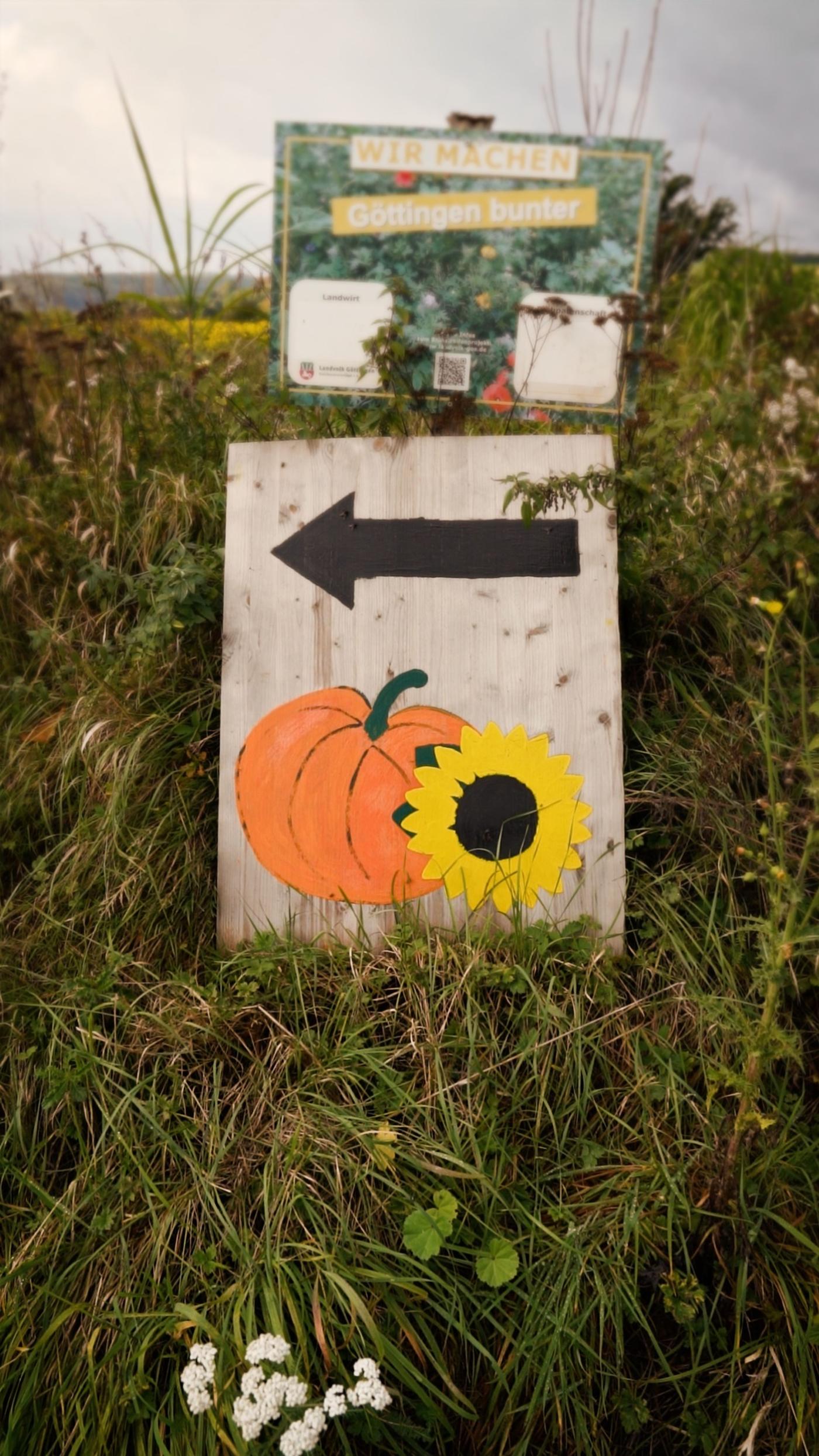 Herbstliche Kürbisvielfalt