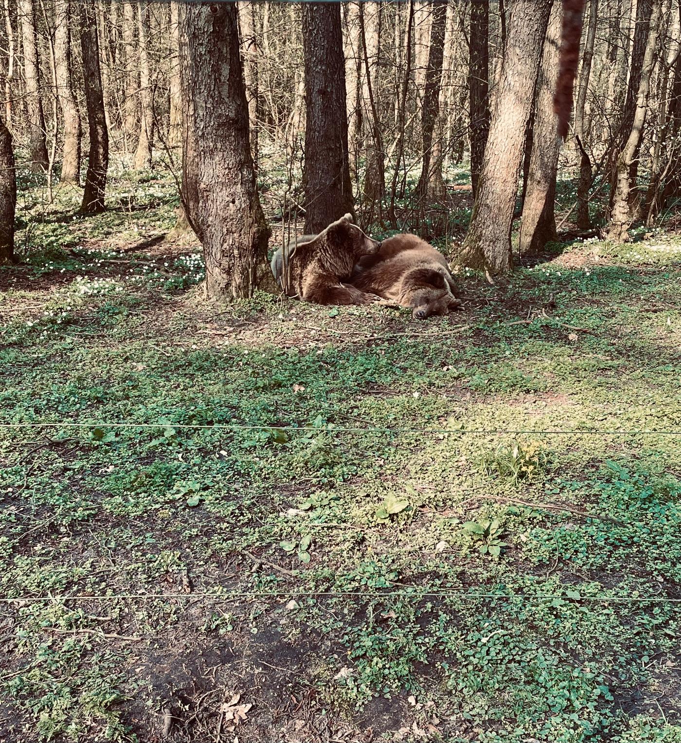 Ein natürliches Paradies für gerettete Bären
