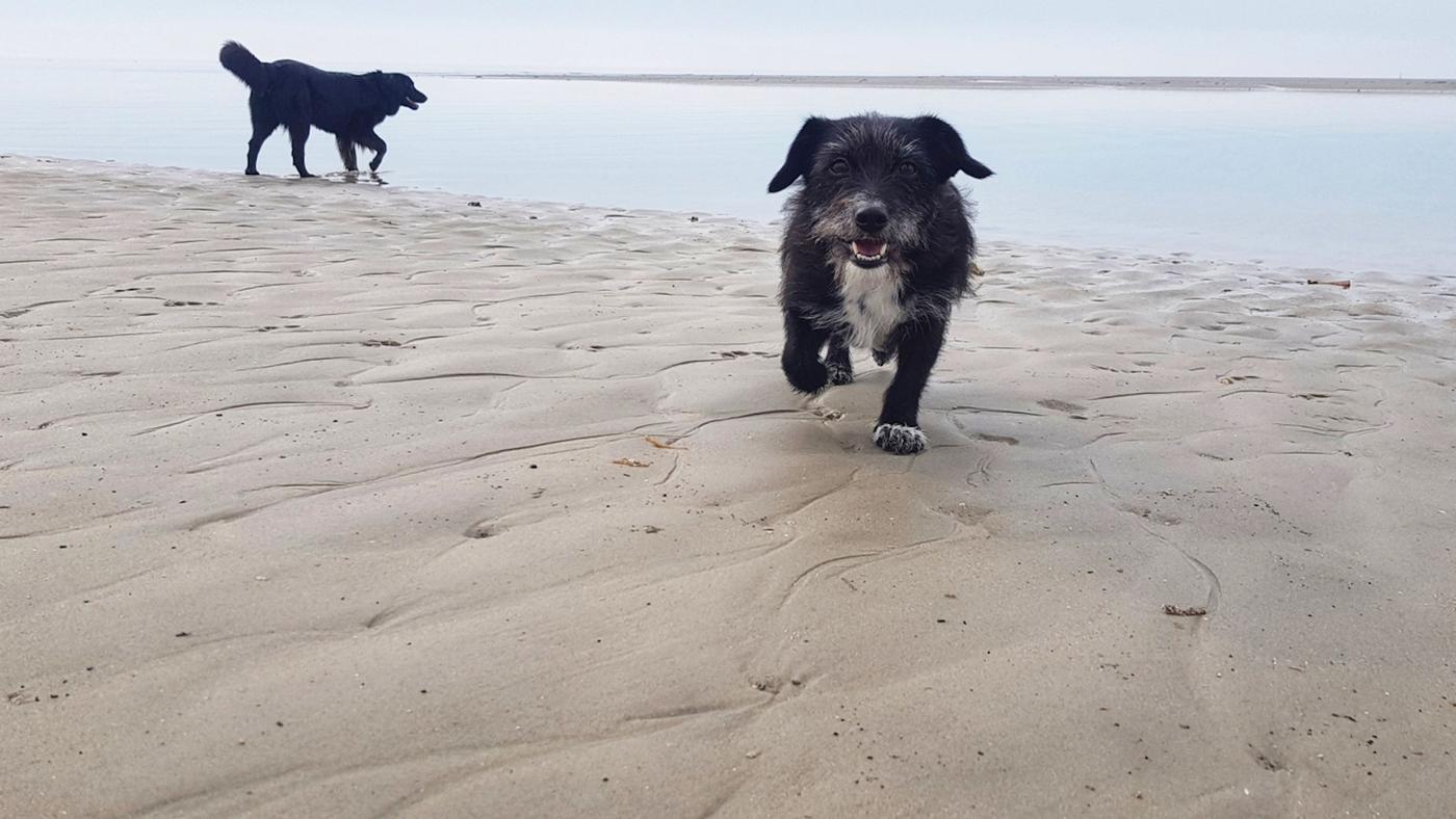 Pfoten im weichen Sand
