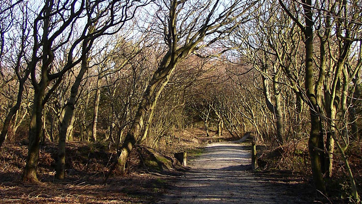 Ruhe zwischen Bäumen
